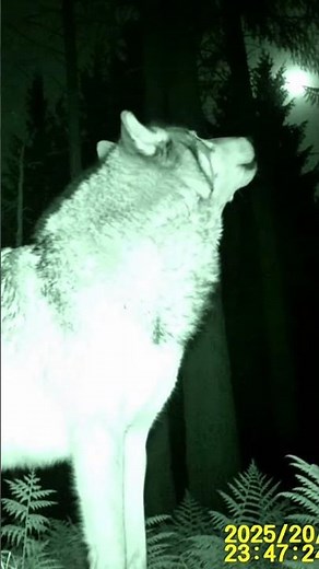 Trailcam captures Wolf howling at the moon #wolf #wildlifeshorts