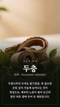 도를 얻은 이의 이름을 딴 나무껍질, #두충 🌿 #신농본초경 이 으뜸으로 꼽은