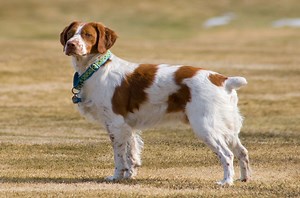 Brittany Dog Info, Temperament, Puppies, Pictures