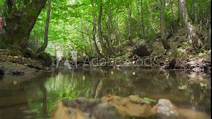 Stream running through the forest. Stream flowing through green tall trees.