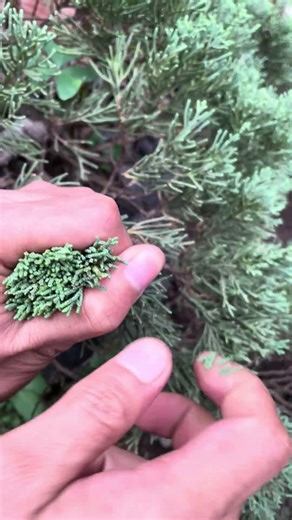 Save way to prune juniper tree #bonsai #garden #plants #nature