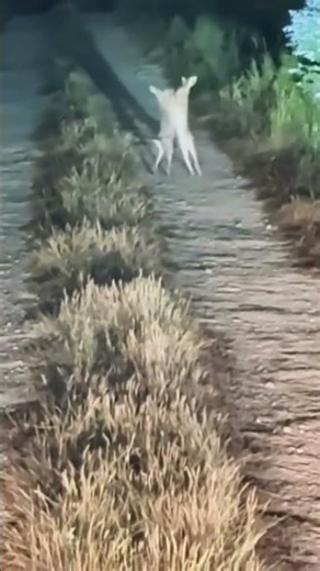 Rabbits Fighting Caught on Camera 🐇😲 | #natureshorts