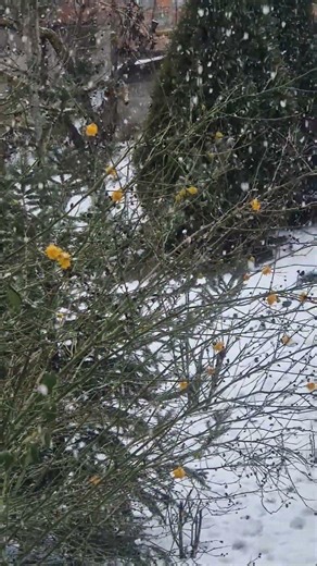 Calming Snowfall / Meditation Sounds #snowfall #meditationmusic