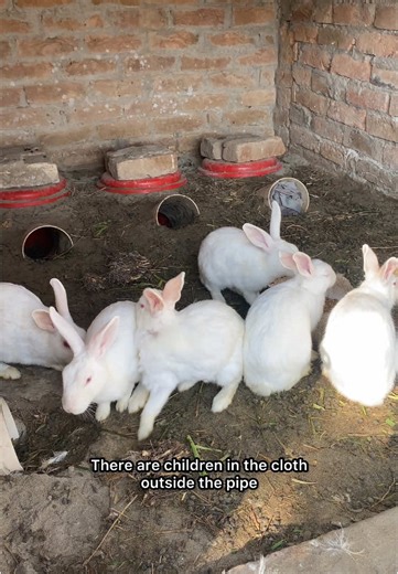 Baby Rabbits: Caring for Young Bunnies in Your Home