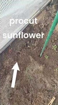 my greenhouse may not make it through spring😬 #wind #greenhouseproblem