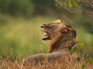 VIDEO: Woman Shimmies For Lion In Its Bronx Zoo Enclosure