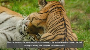 10 Fascinating Ways Tigers Communicate