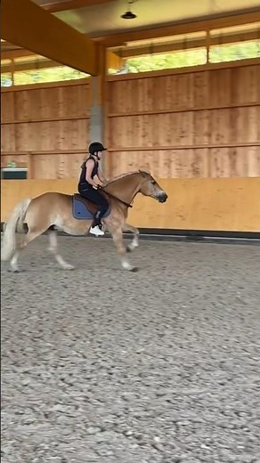 Halsring springen #throwback #horse #equestrian