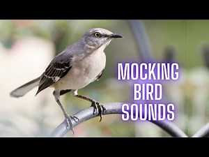 PURE TALENT - Mockingbird Singing Songs at Night | Bird Sounds Relaxation