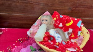 Funny Reaction!! Newb0rn BaBy Bill Amuse To His MOM With Funny T0ngue While Mom Mixing For Him Part 8 | Monkey Wild