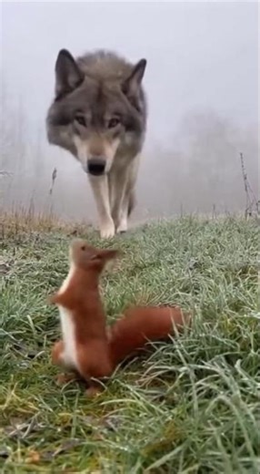 Wolf Nuzzles Squirrel in Misty Field In Rare Gentle Moment 🐺🐿️ #Wildlife #wholesome #heartwarming