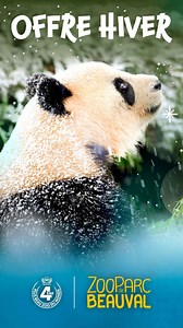 Jusqu'au 9 février : chute de prix exceptionnelle pour visiter le ZooParc de Beauval ! Après il sera trop tard... Profitez d’un tarif unique pour venir en famille passer une journée inoubliable ! 🤩 🐼 Réservez vite ici 👇 | Zoo de Beauval