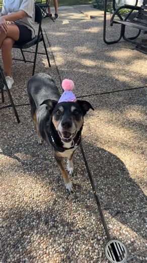 Serena DeShazo on Instagram: "We said goodbye to our Ellie girl this morning. There’s no brief or easy way to say goodbye to a dog that’s been in your life since you were 18. You’ve been there for us through multiple moves, undergrad, law school, our engagement, our wedding, everything. There’s so much more I wish you could be a part of, and you’ll be incredibly missed. We love you, Ellie 🎈"