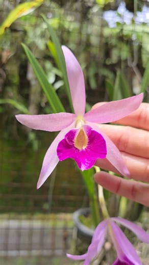Ade Andriyani on Instagram: "Brassocattleya Clear Stars It is a hybrid in the Brassocattleya genus. registered with the Royal Horticultural Society by Kyuei Nursery in 2011. It is originated by Kimbara Registered parents are Brassavola nodosa × Cattleya Hsinying Pub. Bought it from Toh Garden nursery in Singapore years ago.. #orchids #anggrek #hobby #nature #garden #orchidlover"