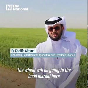 779K views · 32K reactions | This wheat farm in the UAE desert is ready to welcome its first harvest. | The National | Facebook