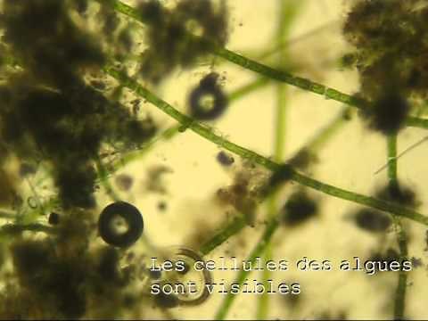Observation au microscope des êtres vivants dans l'eau croupie