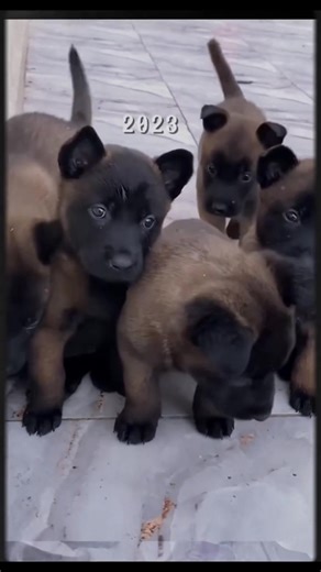 All About the Malinois: The Ultimate K9 Companion