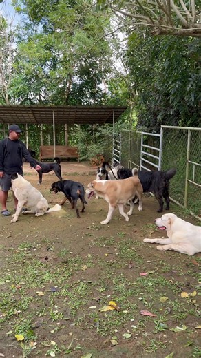 40K views · 2.3K reactions | As dogs live in the moment so do we. I just want to feel their energies. No expectations just pure happiness. | Supero Dog Farm | Facebook