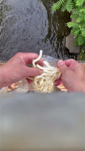 鯉に餌をあげる
