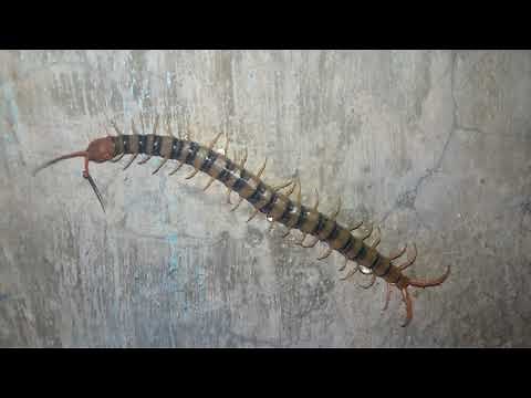 Jumping Centipede