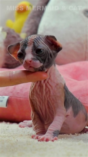 Meet the Adorable Sphynx Baby Kitten