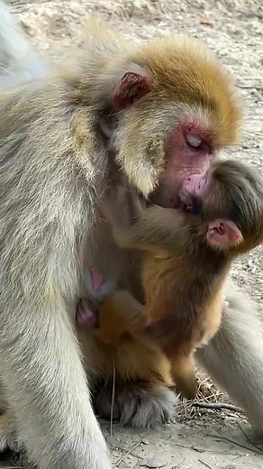 80K views · 1.6K reactions |  Funny & Adorable  Baby Monkeys Daily Life Videos 2023  #reels #monkey #animals | Daily Interesting Stories | Facebook