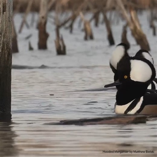 The 2025 State of the Birds report has an urgent message—112 species are at a tipping point. But it’s not too late to take action for birds! Supporting conservation policies and providing adequate funding are the most effective ways to restore birds and benefit communities in every U.S. state. Enacting policy measures now in support of conservation will keep birds off of the Endangered Species list. Contact your representative to let them know how you feel and why birds and wildlife matter to yo