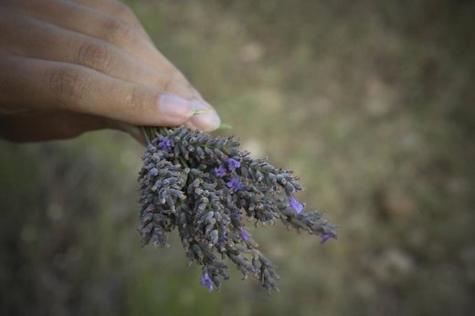 7 Serious Reasons Lavender Is Turning Gray (And How To Fix This)