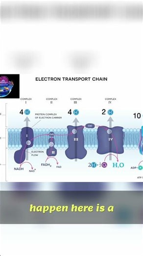 Electron Transport Chain: Where Electrons & Protons Go