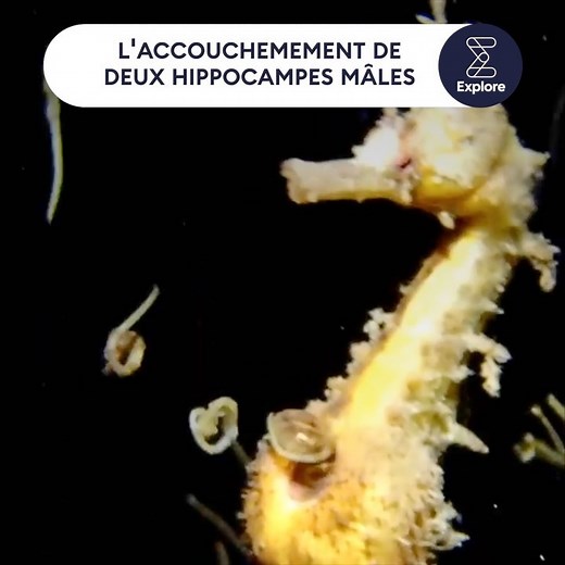 Explore Media on Instagram: "Saviez-vous que ce sont les mâles hippocampes qui tombent enceintes et donnent naissance aux bébés ? 😍😍 ° Avant l’accouplement, le mâle et la femelle se dansent autour en battant des nageoires. Cette parade peut durer plusieurs jours avant qu’ils se reproduisent. ° Quand ils l’ont décidé, la femelle remonte vers la surface et met ses oeufs, orange vif, dans la poche du mâle. Une fois que les ovules sont en sécurité, le mâle ajoute son sperme et referme l'ouverture.