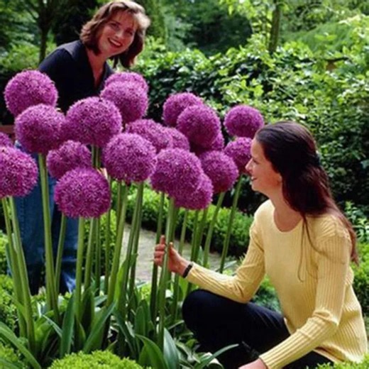 Giant Allium Seeds 100 | Allium Giganteum | Ornamental Onion - Etsy