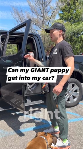 Can this GIANT puppy get into the crate? #puppytraining | Tom Davis Dog Training