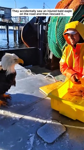 They Saved a Bald Eagle’s Life... #eagle #baldeagle #animal | Animals Stories