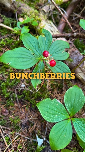 one of the smallest members of the dogwood family, bunchberries thrive across the boreal forests of quebec, and even up into the subarctic! in a pinch, you can munch on these for sure, just as many indigenous folks across canada have long done. they have a big seed in the middle, its more common today that you’ll see bunchberry jam instead of in a carton like blueberries. birds and bears also depend on them for a food source, so unless you’ve got a real need when you’re out and about in the fore