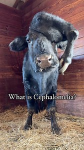 Cephalomelia, from Greek for “head-limb-condition”, is a form of Polyemelia, a congenital anomaly characterized by having an extra limb on the body. The limb can be attached to various regions on the body: • Notomelia: extra-limb attached to the back bone. • Thoracomelia: extra-limb attached to the thorax. • Pyromelia: extra-limb attached to the pelvis. • Cephalomelia: extra-limb attached to the head. While rare, Polymelia occurs in humans and non-human animals, and researchers have stated that 