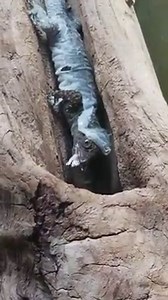 Did you know that geckos will eat their shed skin? Check out this yellow-headed gecko eating its shed! | Snake Discovery: Reptile Store & Zoo
