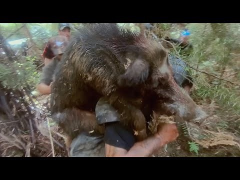 The Biggest Pig I've Hunted!