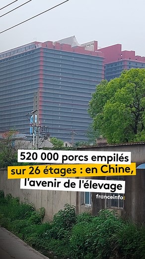 Reportage à Ezhou, à 80 kilomètres au sud de Wuhan, en Chine 🇨🇳, où un gigantesque projet d'élevage porcin 🐖se développe. Une tour de 26 étages, et bientôt une deuxième, où sont déjà stockés 260 000 porcs. Cela représente un investissement de 500 millions d'euros. Et c'est une nouvelle tendance en Chine, où, pour produire la première viande consommée ici, l'élevage extensif ne suffit plus. #chine #agriculture 🎥 Sébastien Berriot | Franceinfo