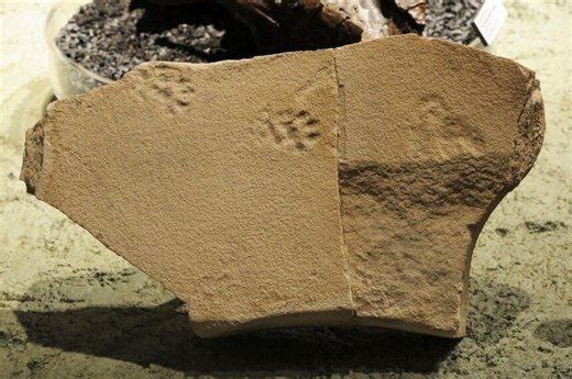 Fossilized footprints reveal unprecedented insight into prehistoric animal behavior in Oregon