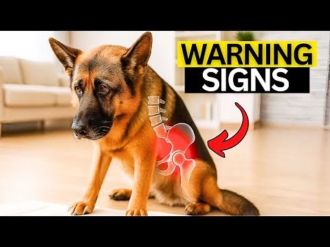 German Shepherd Hip Dysplasia: Warning Signs, Treatment, Prevention