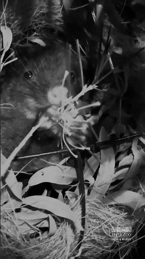 Western Ringtail Possum eating in her nest | Perth Zoo