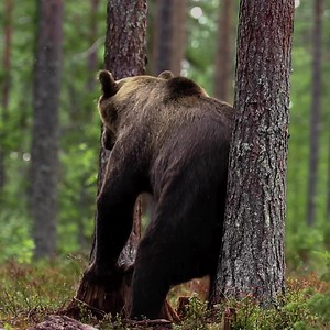 1.8K reactions · 73 shares | Quick-draw straps mean no missed moments. | Peak Design | Facebook