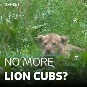 3.6K views · 11 reactions | See the lioness at Paignton Zoo who has...