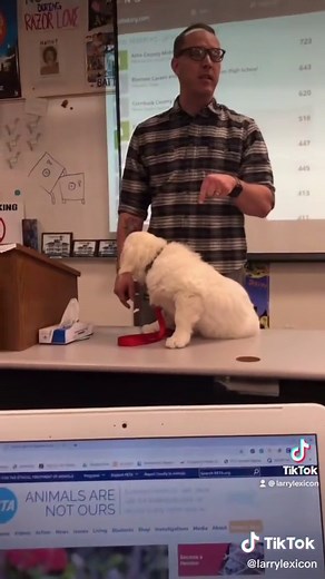 Yes, Buck is alive and well. We don’t lose Vocab Bowls. #larrylexicon #doyourbuckingvocab #satire #funny #humor #highschool #teachersoftiktok #buckthemascot #buck #buckthegoldenretriever #goldenretriever