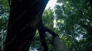 A broken tree. Dead tree. Green forest. Many trees.