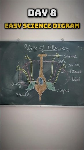 Parts of Flower Easy Diagram