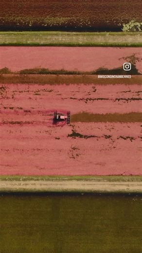 Wisconsin Cranberries on Instagram: "#didyouknow the cranberries you eat fresh and the cranberries you eat in processed products are not harvested the same! In this video, you’ll see how processed cranberries are harvested. A process that involves flooding the bed partially, knocking the berries from the vine, flooding the bed even more and then corralling them all to one area to be sucked up very quickly and efficiently. from there they will go to a receiving station to be cleaned and processed