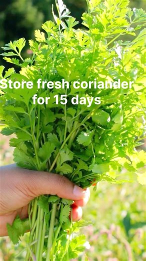 How to store fresh coriander/cilantro leaves for 15 days #garden #houseplants #balconygardening
