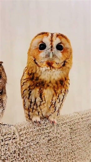 different birds sounds #beautifulbirds #differentbirds #birds #virelshorts