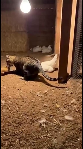 #realsbfbycatnewrafitingviedoviral | Kiran Chhetri Vlogs